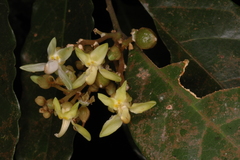 Xanthophyllum arnottianum
